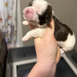 Boy 4 - Liver and white male Shih Tzu puppy in Springfield, Missouri from Lopez Family Tails