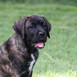 Iris - Black brindle Cane Corso puppy in Overland Park, Kansas from Solterra Cane Corso