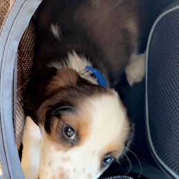 English Springer Spaniel Puppies from Savannah River Springers