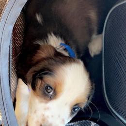 English Springer Spaniel Puppies from Savannah River Springers