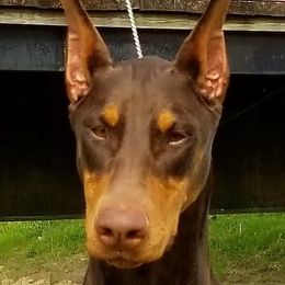 Doberman Pinscher Puppies from RMH Dobermans