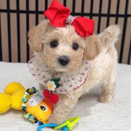 Sweet Pea - Cream female Maltipoo puppy in Spring, Texas from GlamPaw Maltipoos