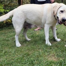 Labrador Retriever Puppies from Gabriel Ben-Yosef