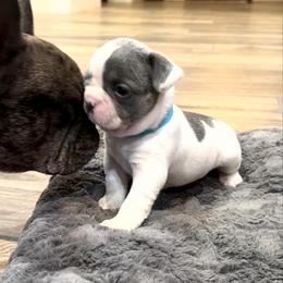 Puddles - Blue female French Bulldog puppy in Peoria, Arizona from A Quality French Bulldogs AZ
