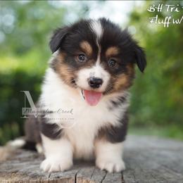 Satin (Tri Fluff Male w Tail) - Black and tan male American Corgi puppy in Straughn, Alabama from Magnolia Creek Corgis