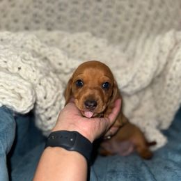 Bandit - Red male Dachshund puppy in Nuevo, California from Weenie Hut Jrs