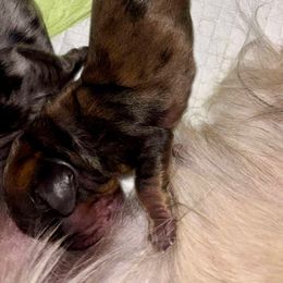 Female - Dapple female Dachshund puppy in Lincoln, California from ForeversEdge Doxies