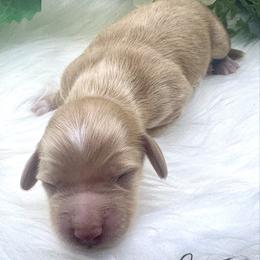 Beckett - Red male Dachshund puppy in Exeter, California from Sawtooth Miniature Dachshunds