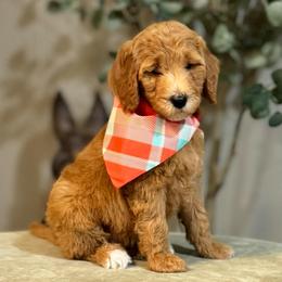 Fluttershy- Teal - Apricot female Goldendoodle puppy in Bay City, Texas from Charming Doods Goldendoodles