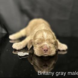 Brittany grey male - Buff male Cocker Spaniel puppy in Bonsall, California from CuttinBlue Farms