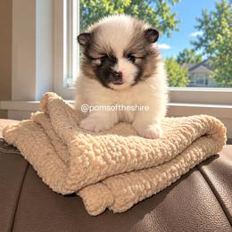 Finrod - Cream parti male Pomeranian puppy in Boca Raton, Florida from Poms of The Shire