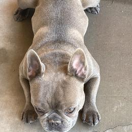 Dogue de Bordeaux and French Bulldog All Grown Up from Kindly kain