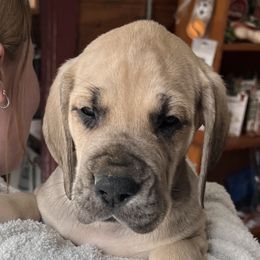 Bud - Fawn Great Dane puppy in Marlow, New Hampshire from Fox Hill Danes