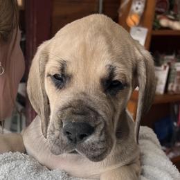 Bud - Fawn Great Dane puppy in Marlow, New Hampshire from Fox Hill Danes