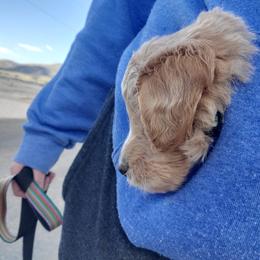 Aussiedoodle Puppies from Color Country Doodles