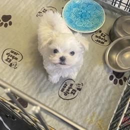 Maltese Puppies from Regal Maltese