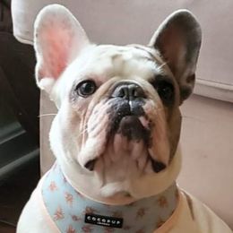 Lyric - French Bulldog