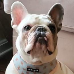 Lyric - French Bulldog