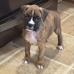 Duke - Brindle male Boxer puppy in Rochester, Washington from Holly's Boxers of Rochester