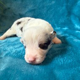 Alder - Blue merle and white male American Corgi puppy in Scottown, Ohio from Wyndy Ridge Corgis