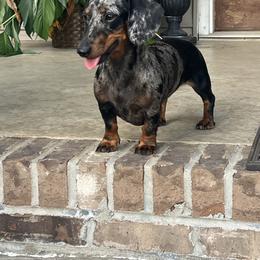 Teeter - Dachshund