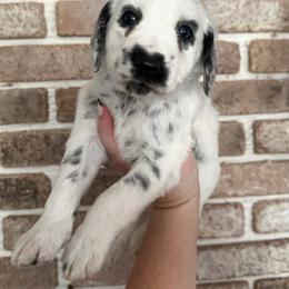 Philodendron- LUA long coat - White and black male Dalmatian puppy in Jefferson, Georgia from Spotted Jewels Dalmatians