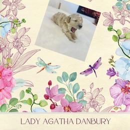 Lady Agatha Danbury - Buff and white female Cockapoo puppy in Piedmont, Oklahoma from Perdue Puppies