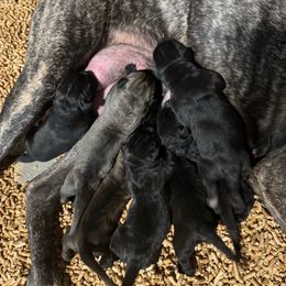 Male 4 - Fawn male Cane Corso puppy in Cashion, Oklahoma from APEXOK Cane Corsos LLC