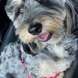 Bernedoodles from Bella Bernedoodle