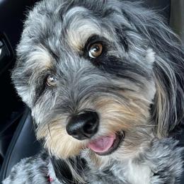Bernedoodles from Bella Bernedoodle