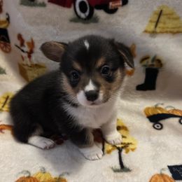 CJ3 Girl - Black and tan Pembroke Welsh Corgi puppy in Dickinson, Texas from Gulf Coast Corgis