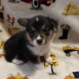 CJ3 Girl - Black and tan Pembroke Welsh Corgi puppy in Dickinson, Texas from Gulf Coast Corgis