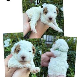 Abby - Parti female Goldendoodle puppy in Chattanooga, Tennessee from Scenic City Doodles