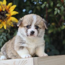 Purple collar - Red male Pembroke Welsh Corgi puppy in Caliente, California from Rafter Cross 7
