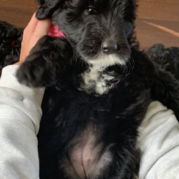 Sheepadoodle Puppies from Riley Grace Puppies
