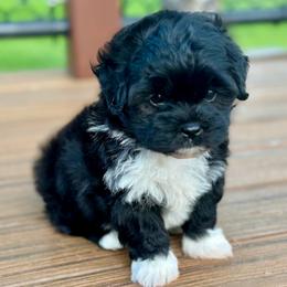 Pup 3 - Black and white male Shichon puppy in Grand Rapids, Michigan from Great Lakes Teddy Bear Dogs