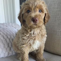 Goldendoodle Puppies from Medium Labradoodles 🐾