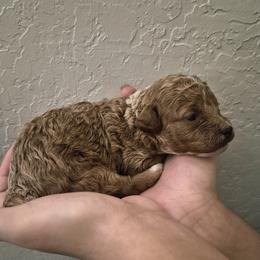 Maple - Brown male Poodle puppy in Chandler, Arizona from Fabi Poodle