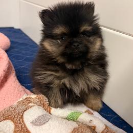 Rhett - Black and tan male Pomeranian puppy in Newport Beach, California from Exotic City Pomeranians and chihuahuas