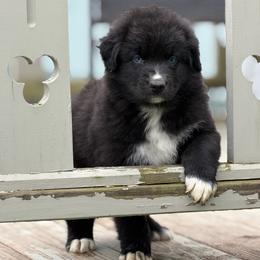 Cottontail - Black & white male Australian Shepherd puppy in Windsor, New York from Double B Aussies