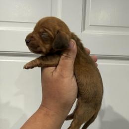 Dancer - Chocolate male Dachshund puppy in Fort Myers, Florida from Lady Margery’s Dachshunds