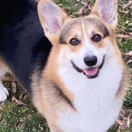 Whiskey - Pembroke Welsh Corgi
