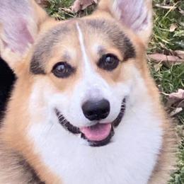 Whiskey - Pembroke Welsh Corgi