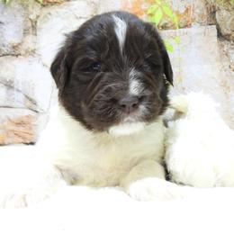 Mocha Female Pink Collar - Brown female Newfoundland puppy in Dalton, Ohio from Newfforu