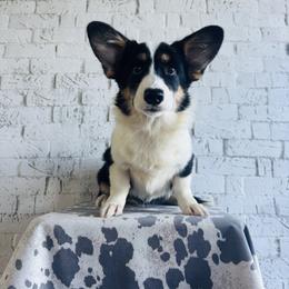 American Corgi puppies from Serendipity Corgi's