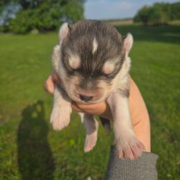 Boy 2 - Agouti and white male Siberian Husky puppy in Bingham, Illinois from Siberian Instincts Kennel