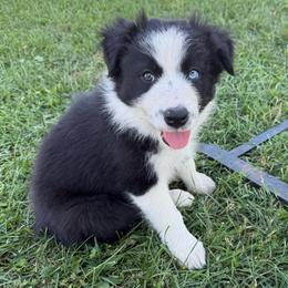 Rex - Black and white male Border Collie puppy in Dorr, Michigan from Pineview Farm