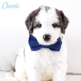 Cheerio - Grey and white male Bernedoodle puppy in Diamond Bar, California from Furrytaildoodles