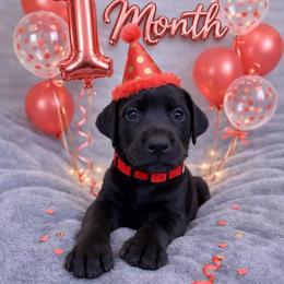 Jet - Black and rust male Doberman Pinscher puppy in Brookfield, Wisconsin from Haus of Hound