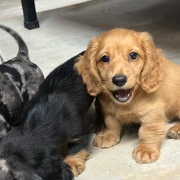 Scotch - Red male Dachshund puppy in Brooksville, Florida from Ween Acres